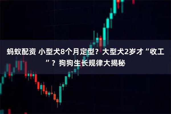 蚂蚁配资 小型犬8个月定型？大型犬2岁才“收工”？狗狗生长规律大揭秘